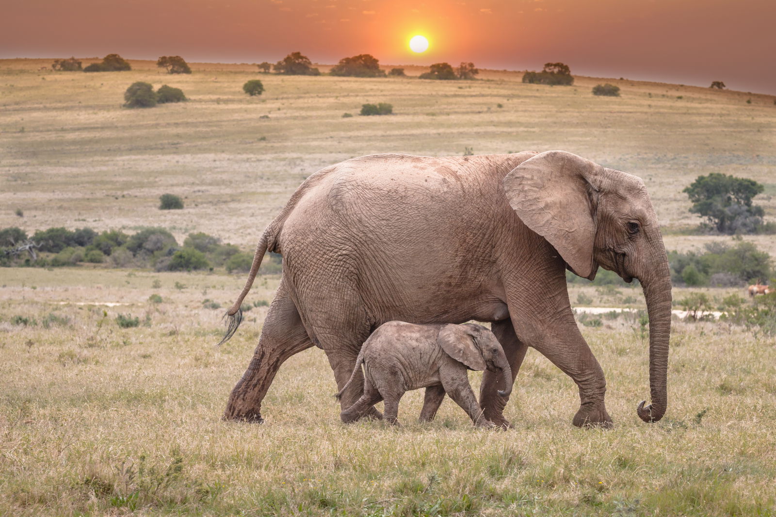 Elefantenkalb im Gras gegen den Himmel bei Sonnenuntergang