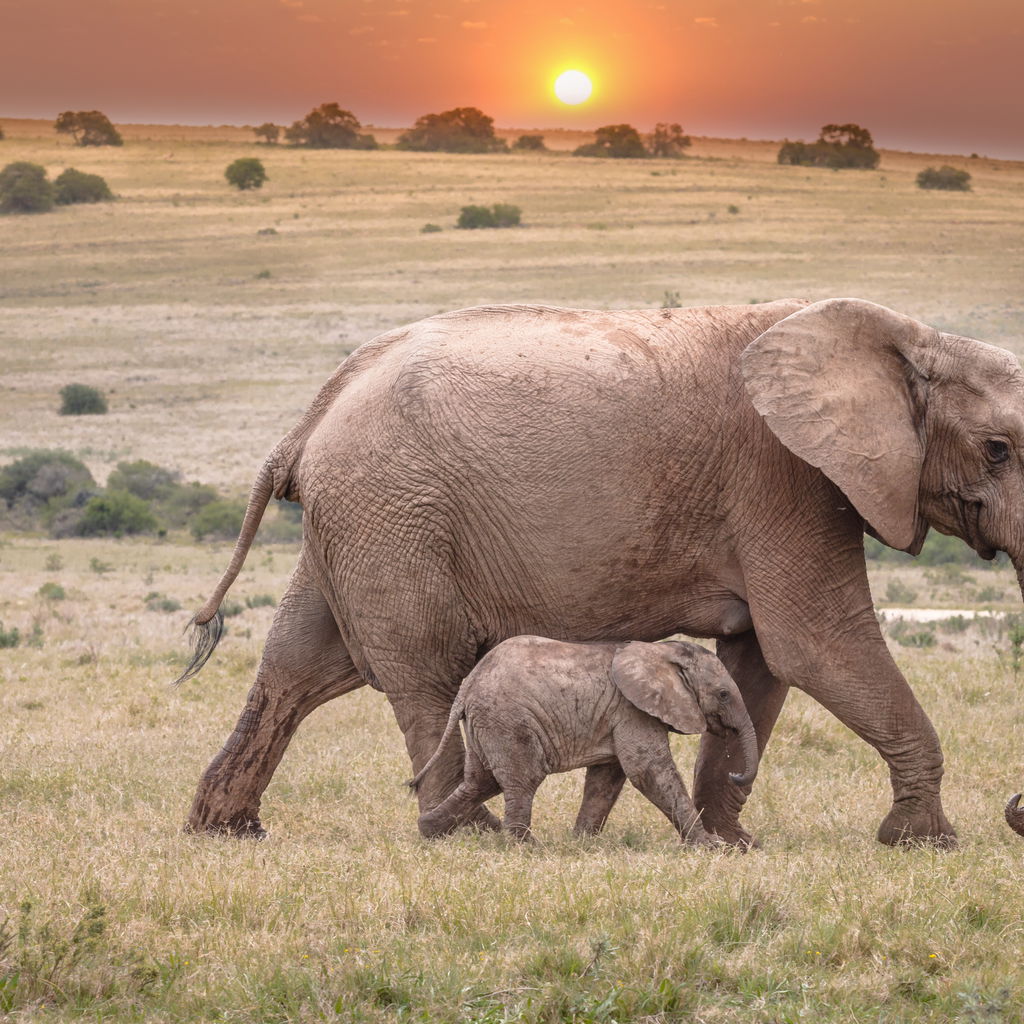 Olifantenkalfje tegen de lucht bij zonsondergang