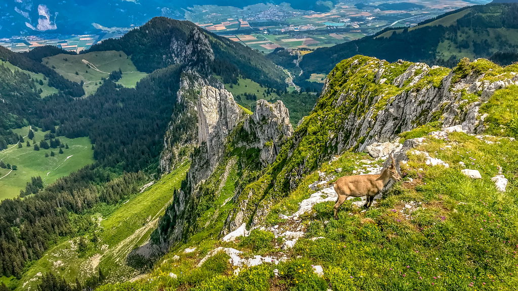 Gallery photo alt text