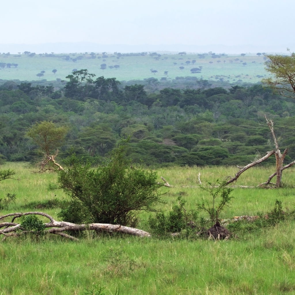 Queen elizabeth national park