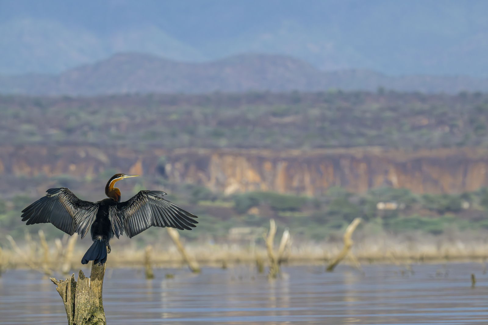 Bird in the Gambia