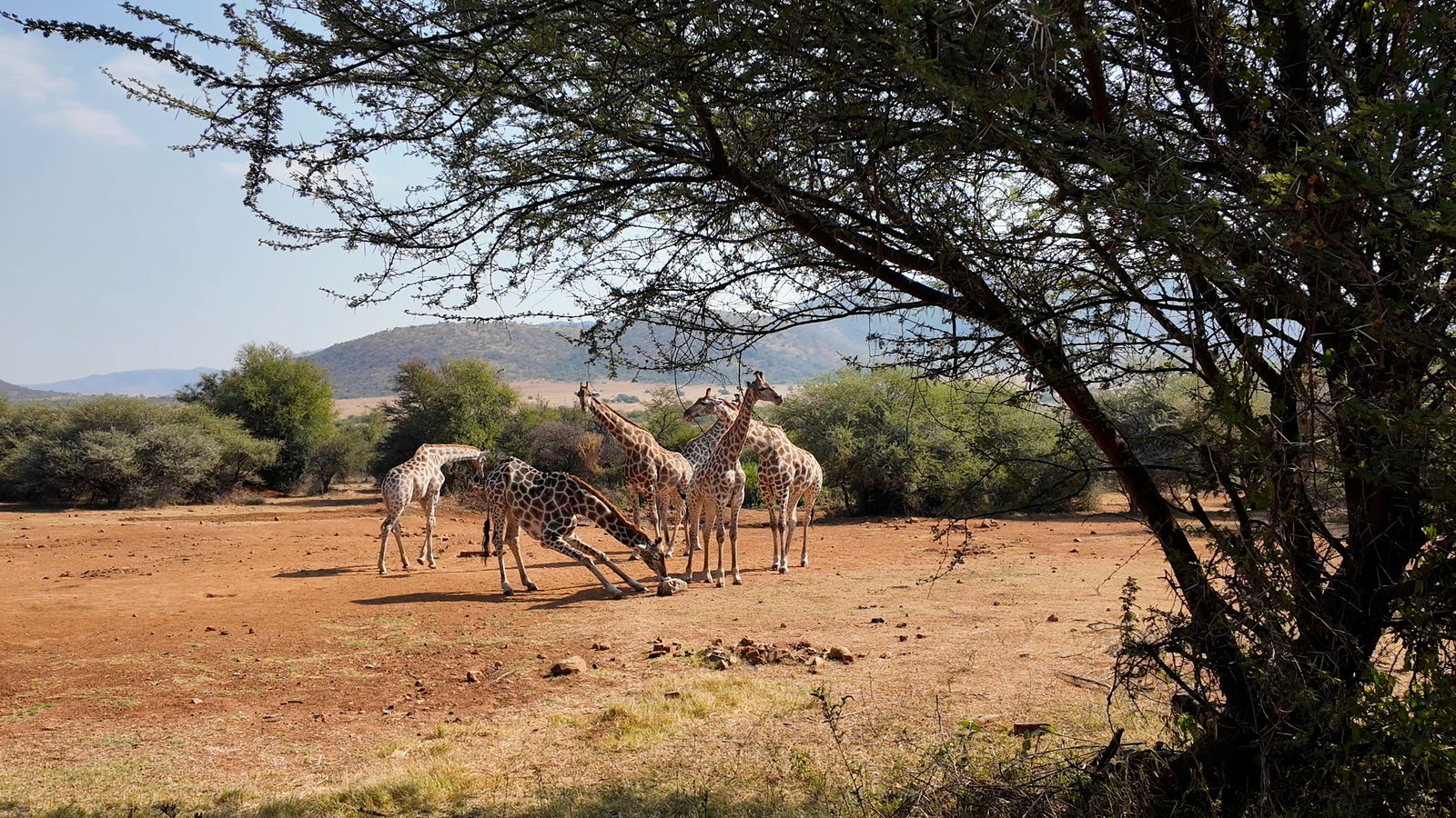 Wilde Giraffen in Rustenburg, Nordwesten Südafrikas
