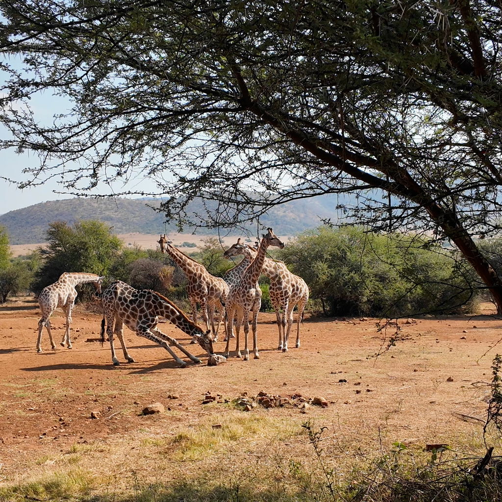 Wilde giraffen Rustenburg Noordwest Zuid-Afrika