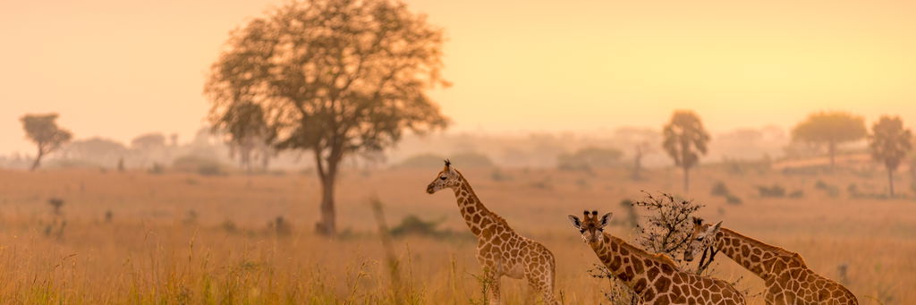 Tower Rothschild giraffe Uganda