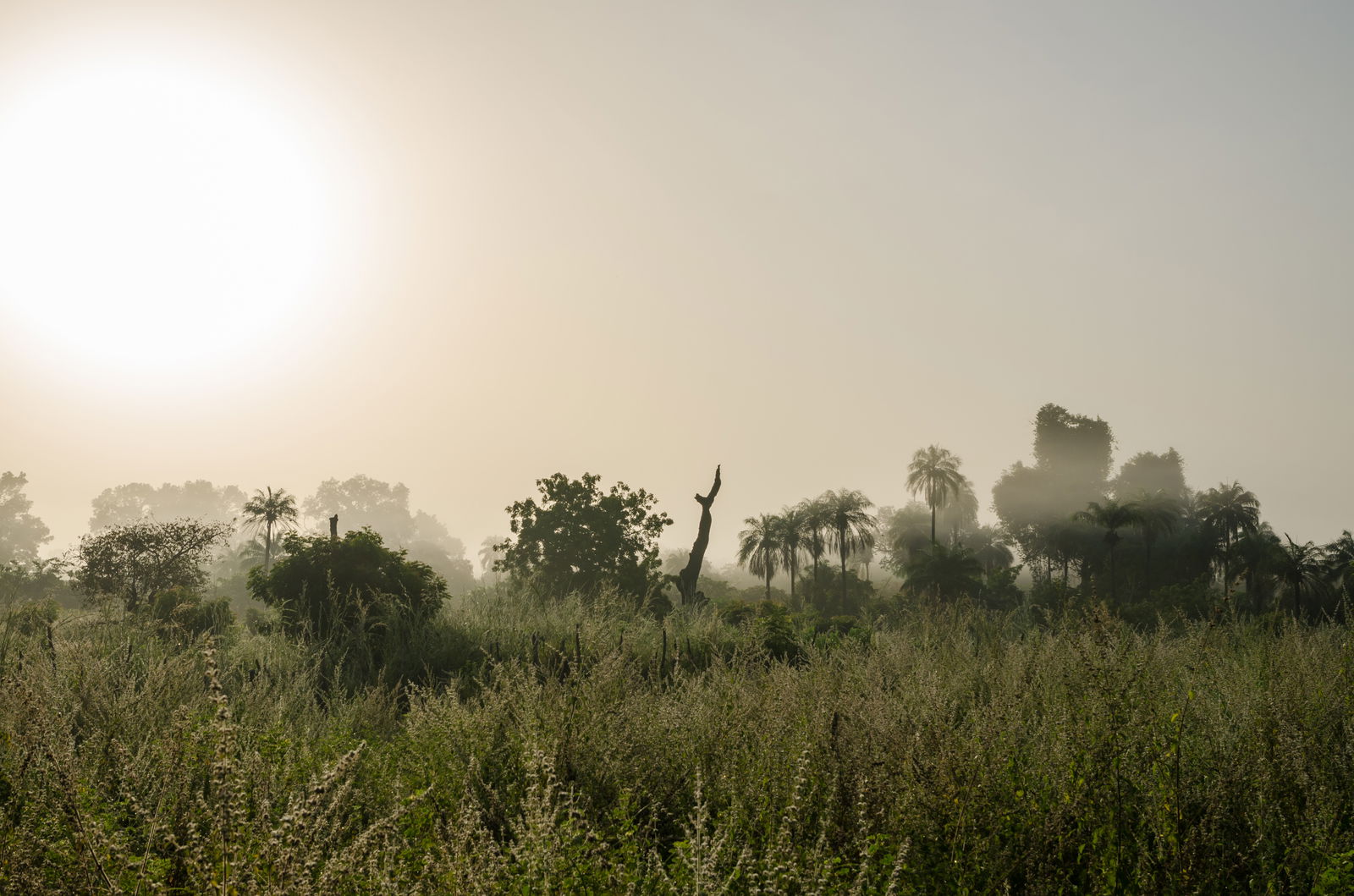 Green nature in The Gambia