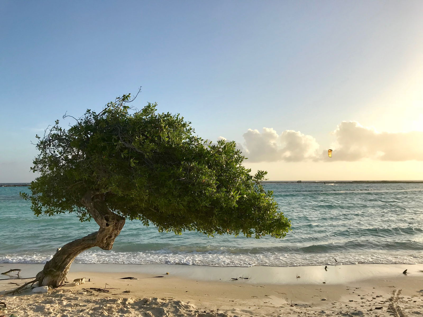 Trees on a beach at Aruba