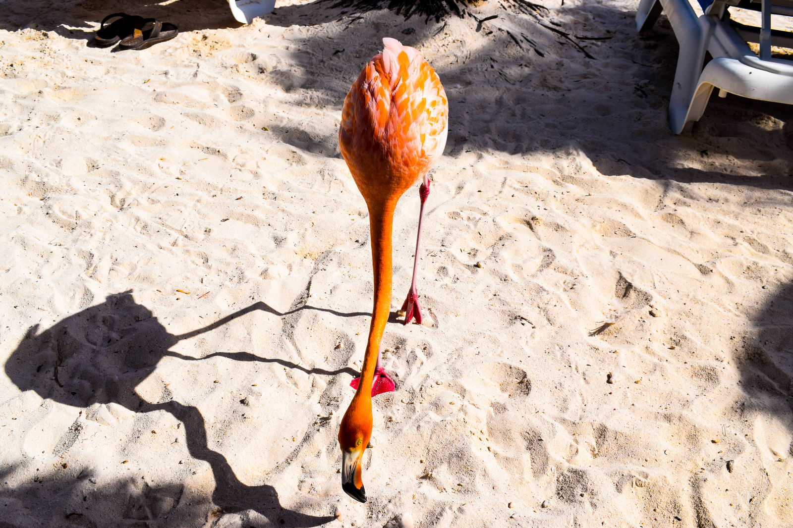 Pink flamingo on a beach at Aruba