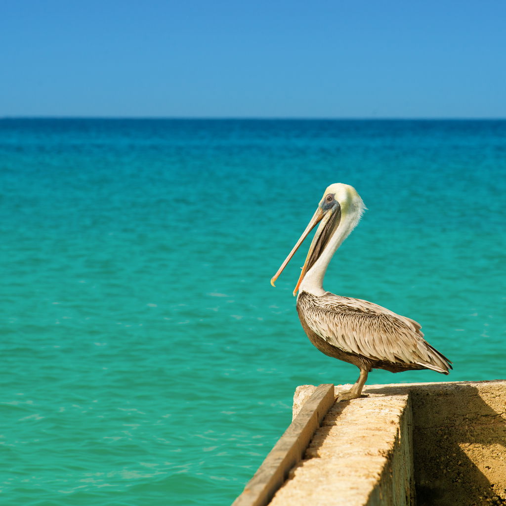 Pelican stands pier with blue sea tropical at Bonaire