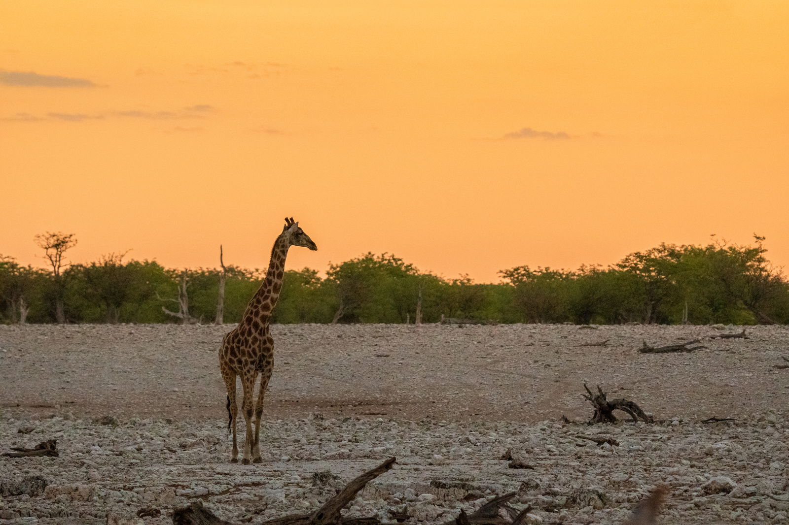 Giraffe in Tanzania