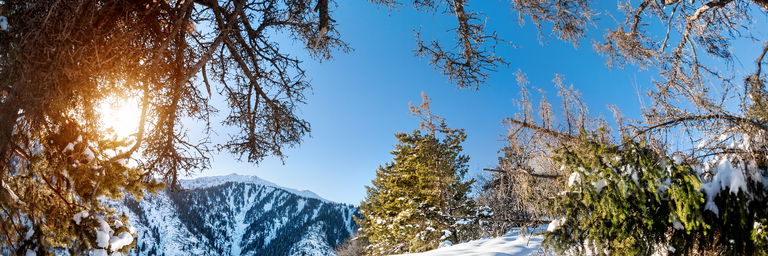 Winters landschap met sneeuw, bomen en zon
