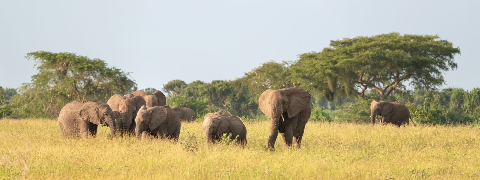 African elephant queen elizabeth national park Uganda