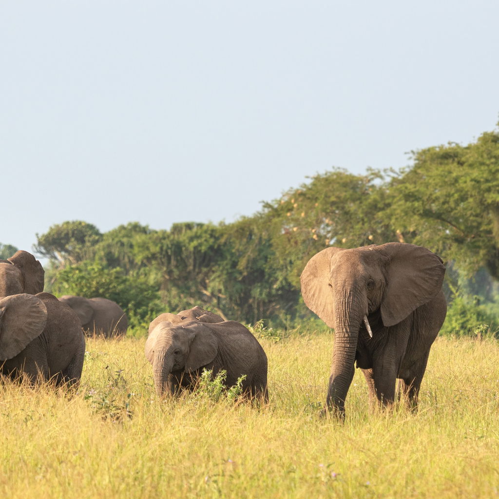 African elephant queen elizabeth national park Uganda
