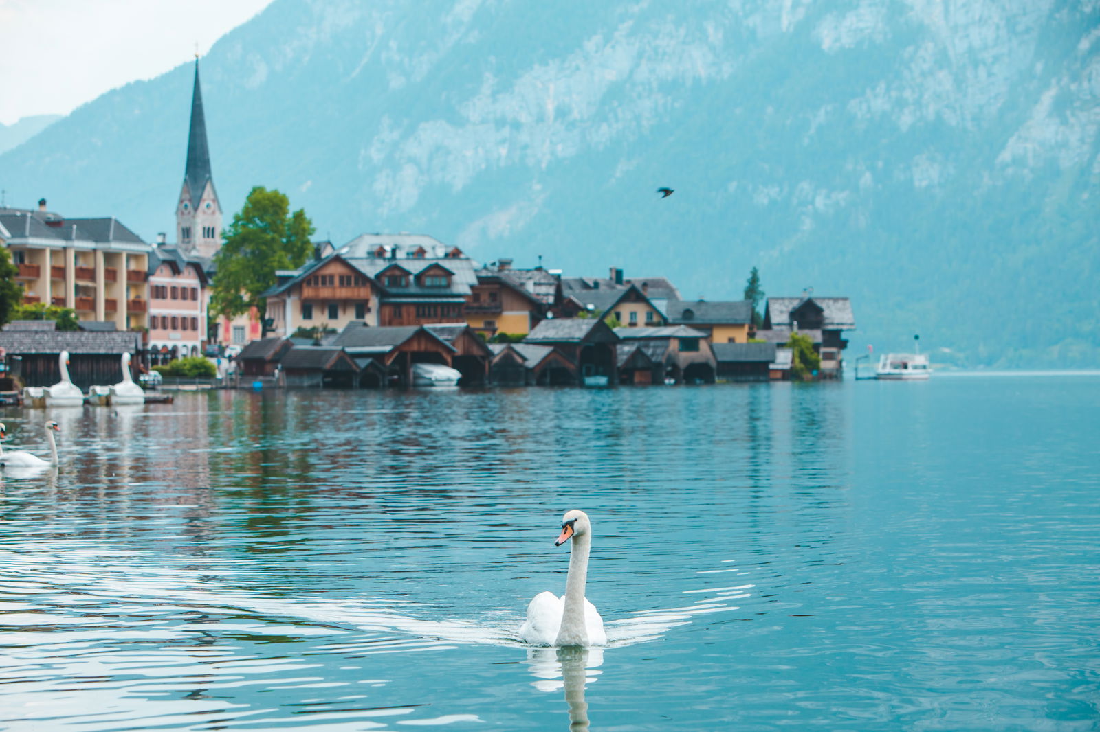 Swans on a lake in hallstatt 