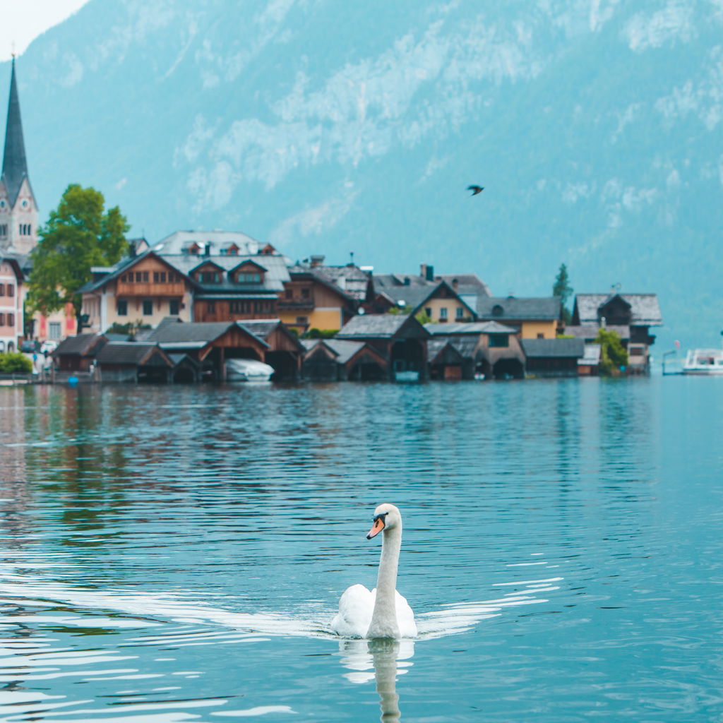 Swans on a lake in hallstatt