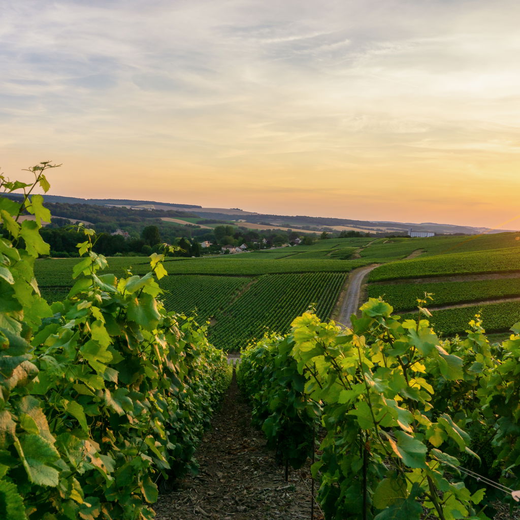 Rows of grapevines in the Champagne vineyards of Montagne de Reims overlooking the countryside and a village