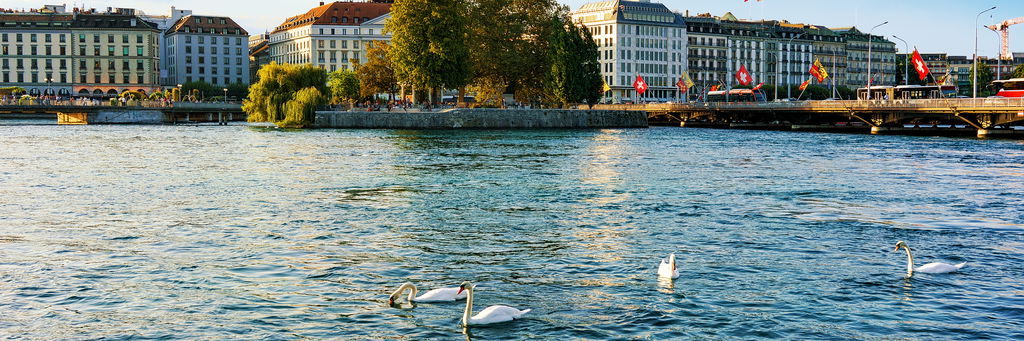 white swans geneva lake summer geneva switzerland bergues bridge background