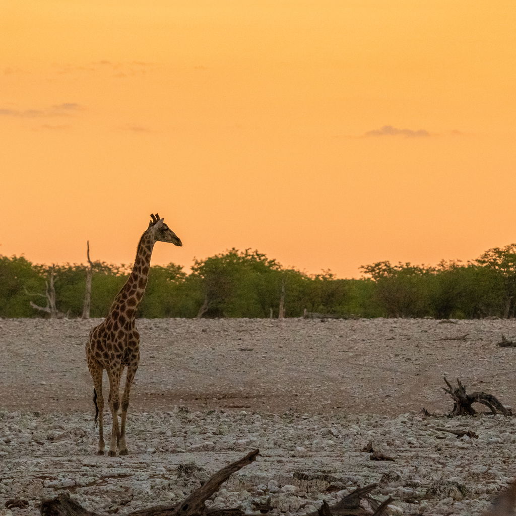 Giraffe eating in national park tanzania